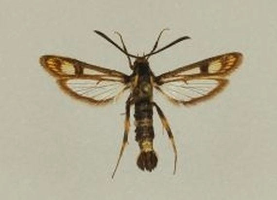 wolfsmelkwespvlinder, Chamaesphicia tenthreniformis, museum.jpg